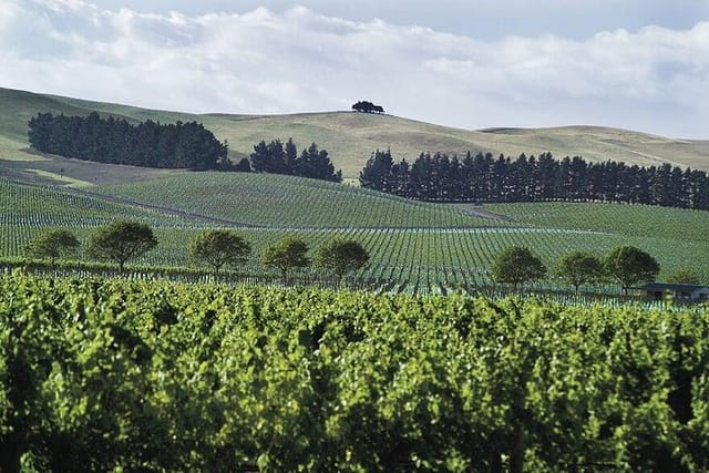 Waipara Vineyard